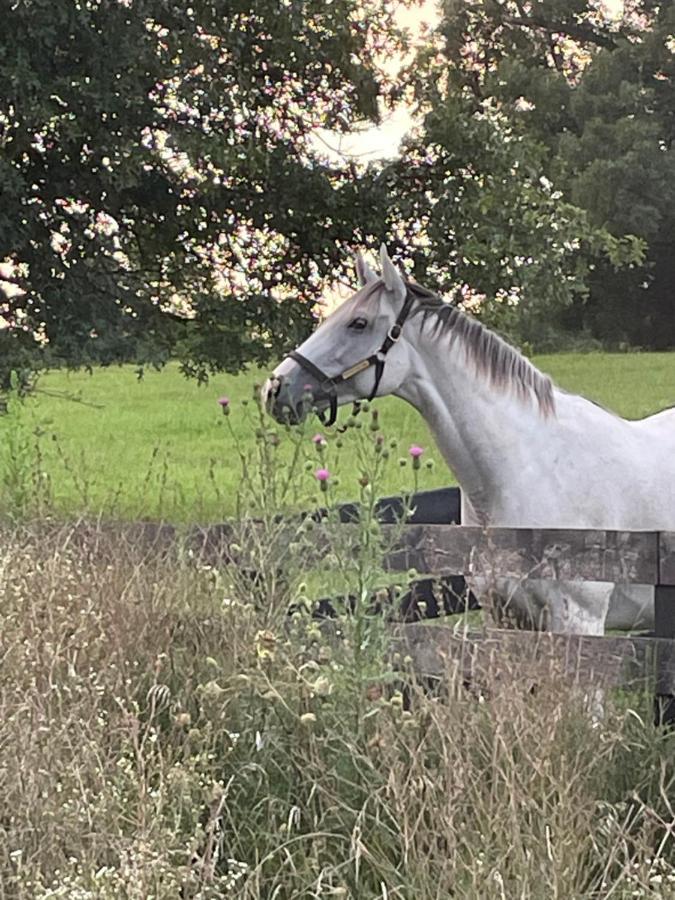Bed & Breakfast Pillow And Paddock
