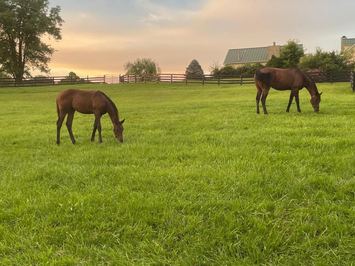 Pillow And Paddock La Grange