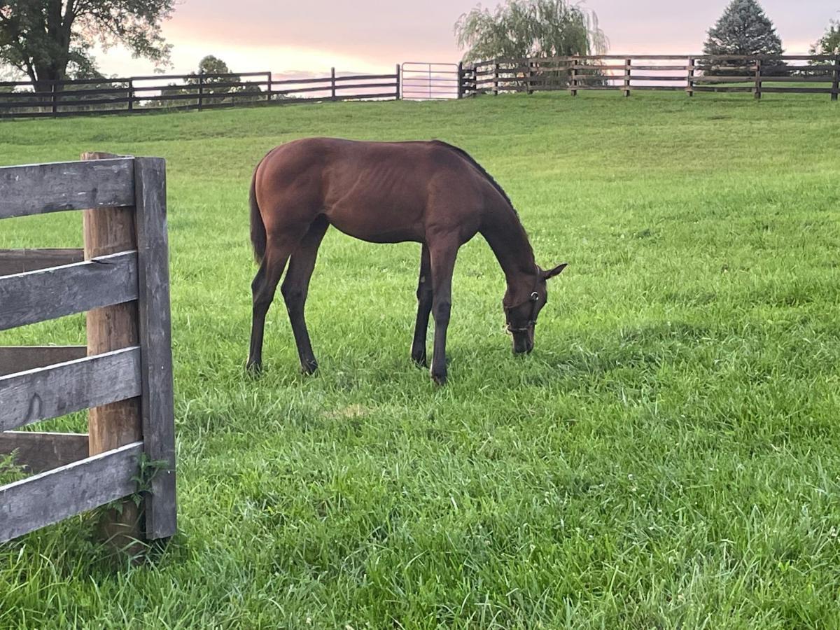 Pillow And Paddock La Grange