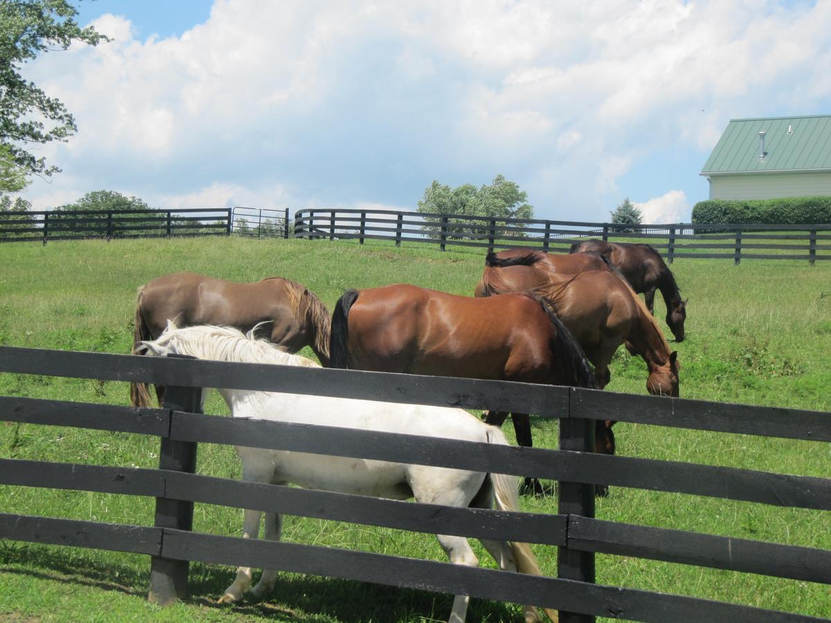 Pillow And Paddock Bed & Breakfast 3*